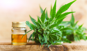 best cbd oil for dogs